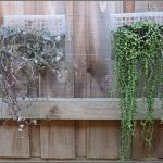 small plants for amazing garden wall art ideas SFTGELK