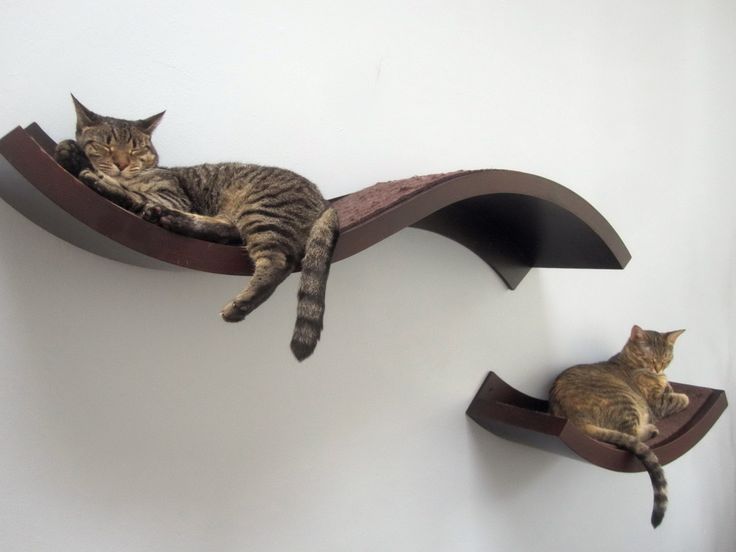 What is the purpose of decorative cat
  wall shelves and how to build them?