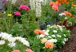 Charming Small Garden Borders: Elevate Your Outdoor Space