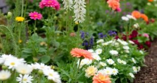 Charming Small Garden Borders: Elevate Your Outdoor Space