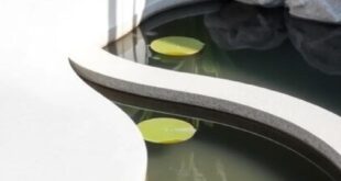 Transform Your Backyard: The Allure of a Small Garden Pond