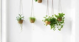 Transform Your Small Living Room: Embracing Vertical Space with Hanging Plants